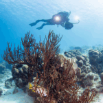 PADI PHOTOGRAPHY SPECIALTY COURSE